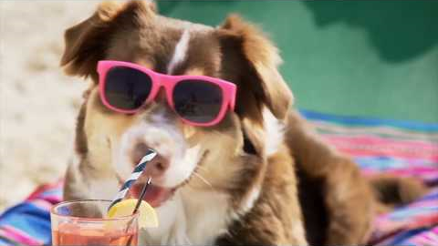 Live Your Best Life - Funny Divorce Attorney Commercial - Marie Sarantakis